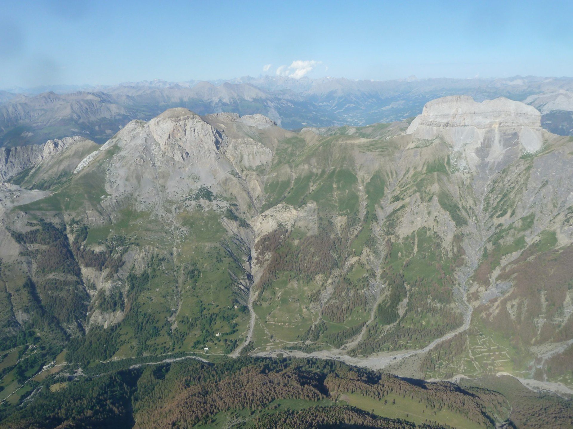 La tordeuse grise du mélèze